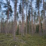 IMG_20260429_194601483_HDR